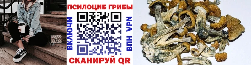 Псилоцибиновые грибы Psilocybe  Тихорецк 